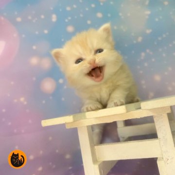 ミヌエット(長足)【大阪府・男の子・2025年11月22日・クリームタビー（ロング）】の写真「かわいい男の子」