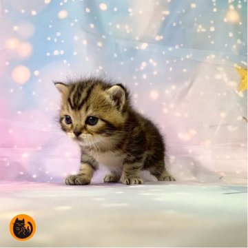 スコティッシュフォールド(立ち耳)【大阪府・男の子・2025年11月11日・ブラウンタビー（短毛）】の写真「🏆全国第1位受賞🏆スコティッシュフォールド」