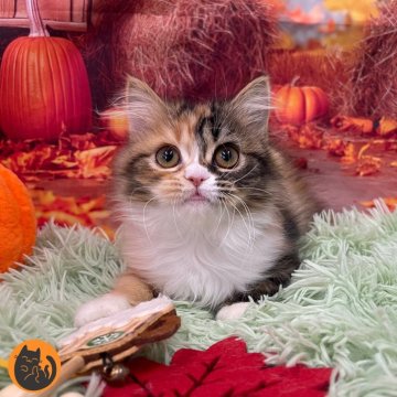 スコティッシュフォールド(立ち耳)【大阪府・女の子・2025年7月27日・キャリコ（セミロング）】の写真「🏆全国第1位受賞🏆スコティッシュフォールド」