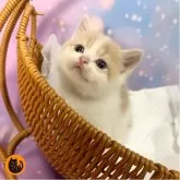 スコティッシュフォールド(立ち耳)