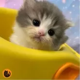 スコティッシュフォールド(立ち耳)
