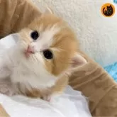 マンチカン(短足)