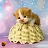 スコティッシュフォールド(立ち耳)