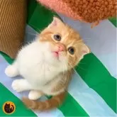 スコティッシュフォールド(折れ耳)