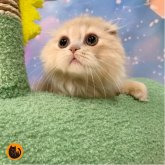 スコティッシュフォールド(折れ耳)