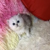 ペルシャ