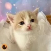 スコティッシュフォールド(立ち耳)