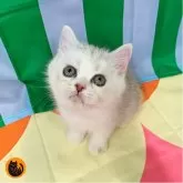 スコティッシュフォールド(立ち耳)