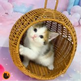 スコティッシュフォールド(立ち耳)