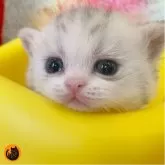 スコティッシュフォールド(立ち耳)