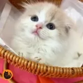 スコティッシュフォールド(折れ耳)