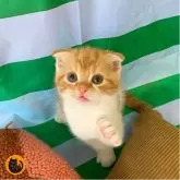 スコティッシュフォールド(折れ耳)