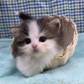 マンチカン(短足)