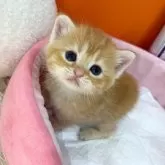 スコティッシュフォールド(立ち耳)
