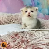 スコティッシュフォールド(折れ耳)