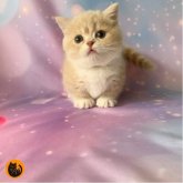 マンチカン(短足)