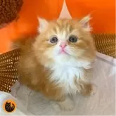 スコティッシュフォールド(立ち耳)