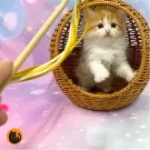 スコティッシュフォールド(立ち耳)