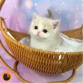 マンチカン(長足)