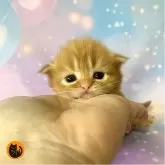 スコティッシュフォールド(立ち耳)