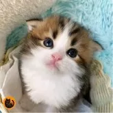 スコティッシュフォールド(折れ耳)
