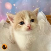 スコティッシュフォールド(立ち耳)