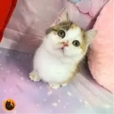 マンチカン(短足)