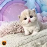 マンチカン(長足)