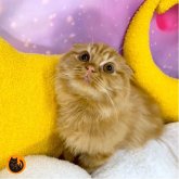 スコティッシュフォールド(折れ耳)