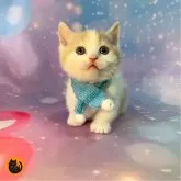 マンチカン(短足)