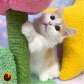 マンチカン(短足)