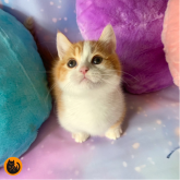 マンチカン(短足)