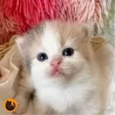 スコティッシュフォールド(立ち耳)
