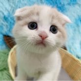 スコティッシュフォールド(折れ耳)