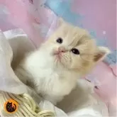 スコティッシュフォールド(立ち耳)
