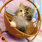 スコティッシュフォールド(立ち耳)