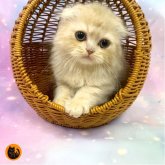 スコティッシュフォールド(折れ耳)