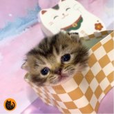 スコティッシュフォールド(立ち耳)