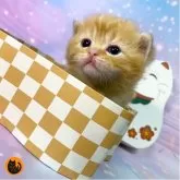 スコティッシュフォールド(折れ耳)