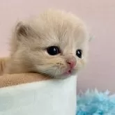 スコティッシュフォールド(立ち耳)