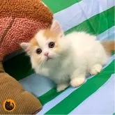 マンチカン(短足)