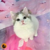 スコティッシュフォールド(立ち耳)