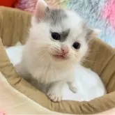スコティッシュフォールド(立ち耳)