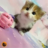 マンチカン(長足)