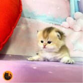 ブリティッシュショートヘア