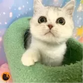 スコティッシュフォールド(立ち耳)