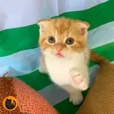 スコティッシュフォールド(折れ耳)