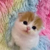 スコティッシュフォールド(折れ耳)