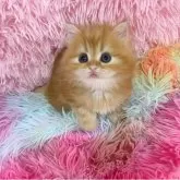 マンチカン(長足)