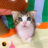 スコティッシュフォールド(折れ耳)
